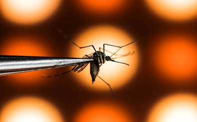 ارتشی از پشه‌ها به جنگ ویروس دِنگی می‌روند