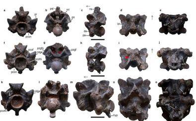 کشف فسیل یک مار باستانی در هند که احتمالا بلندتر از یک اتوبوس بوده و یک تن وزن داشته است