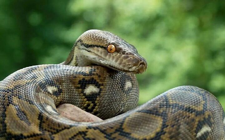 چرا مارها دست و پا ندارند؟