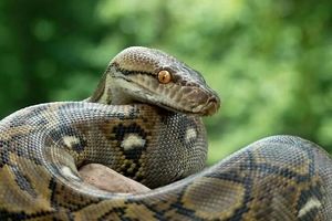 چرا مارها دست و پا ندارند؟