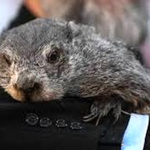 پیش‌بینی موش مشهور آمریکایی؛ بهار امسال دیرتر از راه می‌رسد/ ویدئو