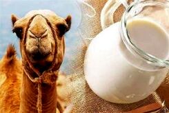 سلامت کبد با پروبیوتیک‌های «شیر شتر»