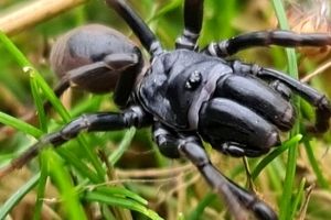 مشاهدۀ یک عنکبوت ناشناخته در منطقۀ حفاظت‌شده