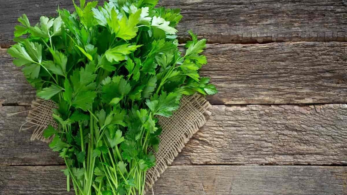 کاهش قند خون با مصرف یک سبزی معطر
