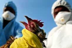 اولین مورد آنفلوانزای پرندگان H9N2 در ایتالیا تایید شد