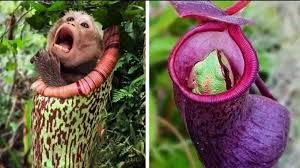 چرا برخی از گیاهان گوشت می‌خورند؟ 