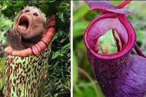 چرا برخی از گیاهان گوشت می‌خورند؟ 