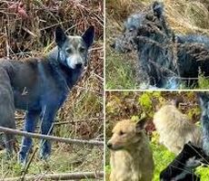 معمای سگ‌های آبی رنگ در چرنوبیل که مراقبان را گیج کرده است