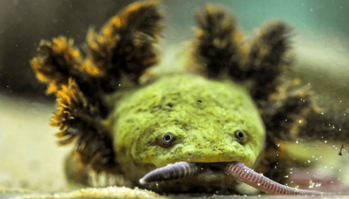 تلاش «راهبه‌ها» برای حفاظت از کمیاب‌ترین دوزیست جهان