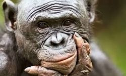 میمون‌ها مانند انسان‌ها توانایی تخیل دارند 