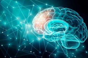 مغز انسان بین ۵۵ تا ۶۰ سالگی به اوج توان ذهنی خود می‌رسد 