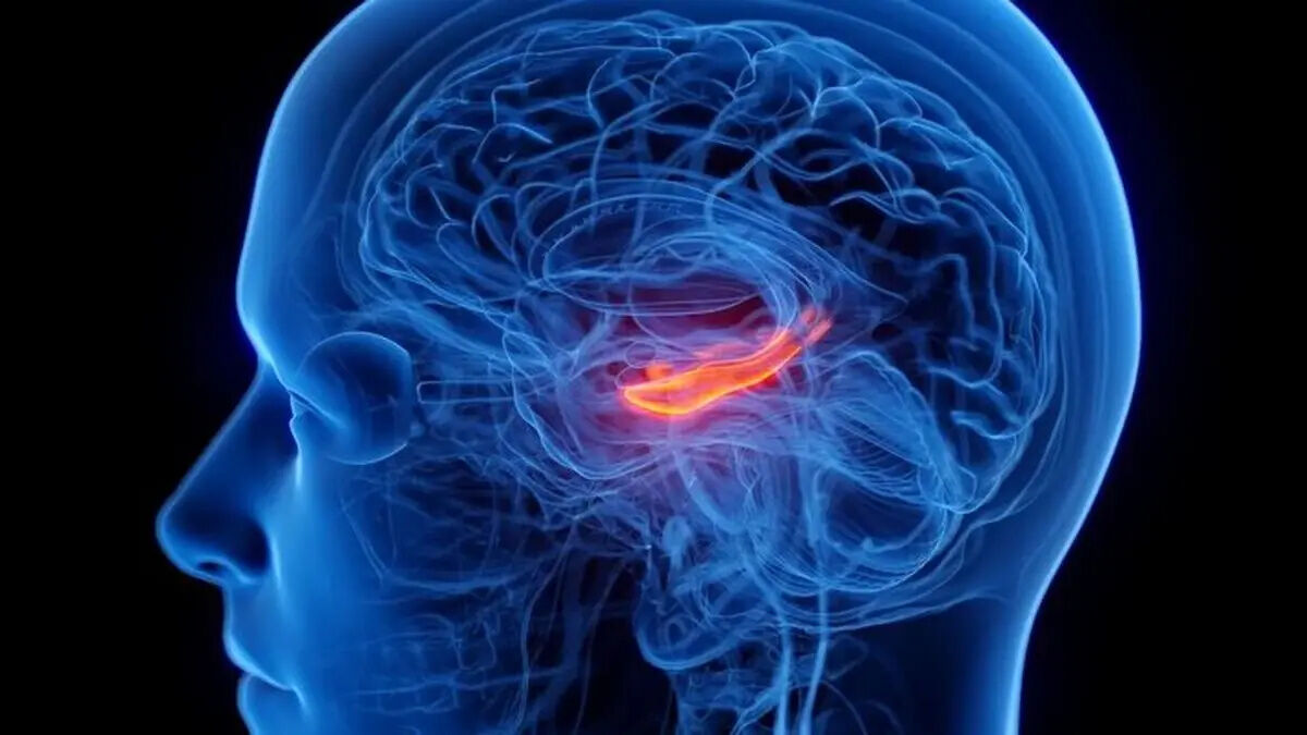 کوچک شدن مرکز حافظه مغز در افراد افسرده 