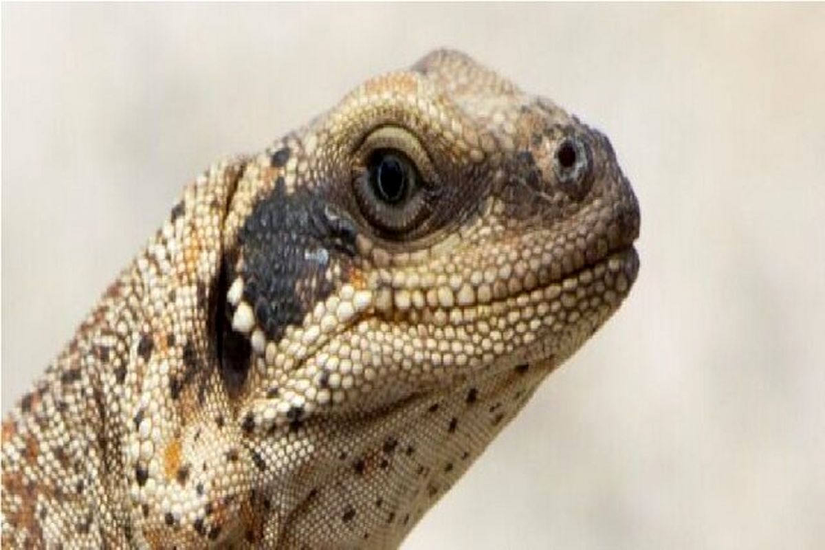 مارمولک‌هایی که برای زنده ماندن باید نمک عطسه کنند