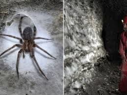 بزرگترین «تار عنکبوت» جهان با وسعت «106 متر مربع» در یک غار پیدا شد 