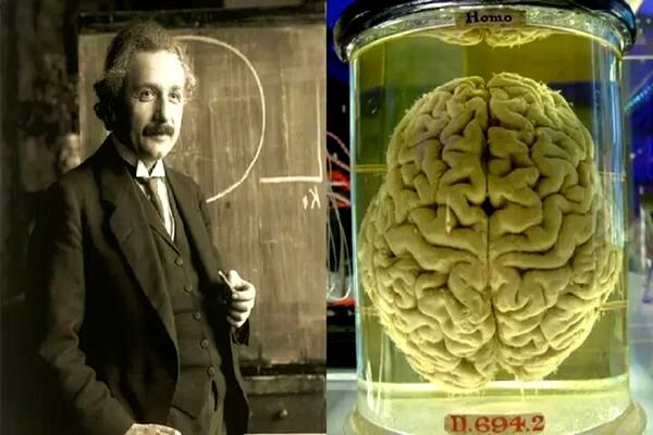 فناوری جدید چین می‌تواند به رمزگشایی مغز اینشتین کمک کند