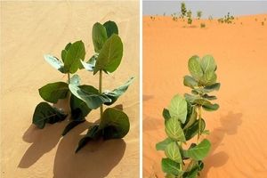 چین در صحرای گُبی «لاستیک نظامی» پرورش می‌دهد