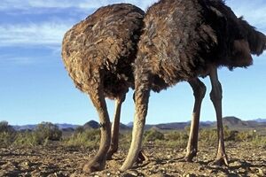 آیا شترمرغ‌ها واقعا موقع خطر سر خود را در شن فرو می‌برند؟ 