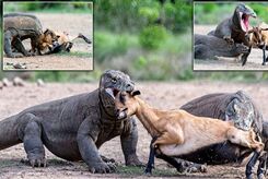 هشت حقیقت جالب در مورد اژد‌های کومودو/ تصاویر