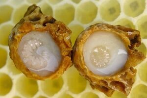 ژل رویال، محافظ ویژه اسپرم و باروری مردان
