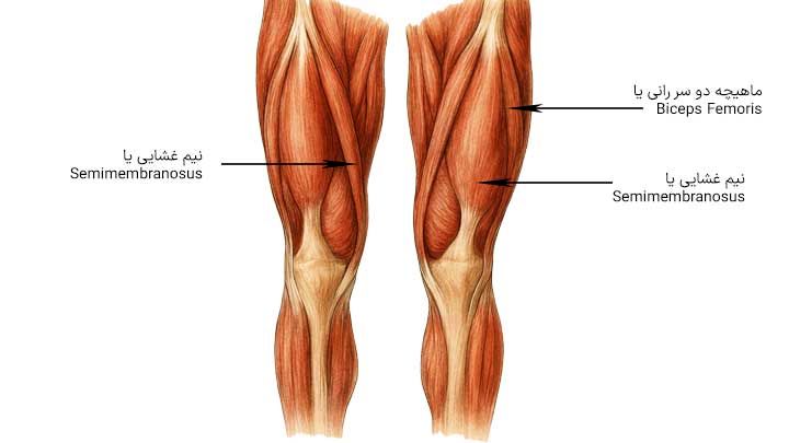 علت کوتاهی عضلات چیست؟
