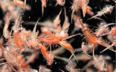 غنی‌سازی غذای زنده روتیفر و آرتمیا