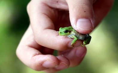 قورباغه‌های ژاپنی؛ سرطان روده را درمان می‌کند 