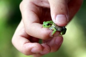 قورباغه‌های ژاپنی؛ سرطان روده را درمان می‌کند 