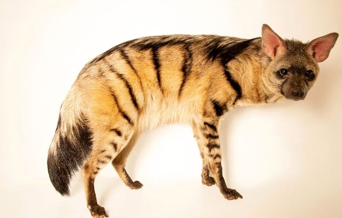 «کفتار» متفاوتی که شبی ۳۰۰ هزار موریانه می‌خورد