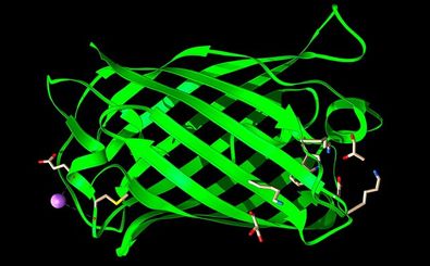 هوش مصنوعی، طراح پروتئین می‌شود