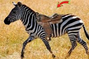 چرا سوار «گورخرها» نمی‌شویم؟ 