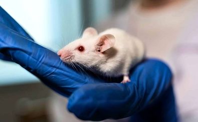 دانشمندان ژن «انسان‌های منقرض شده» را به «موش» انتقال دادند؛ نتیجه چه بود؟ 