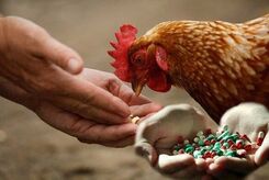 بقایای آنتی‌بیوتیک در گوشت؛ زنگ خطری برای سلامت عمومی