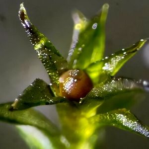 خزه‌هایی که ۹ ماه در فضا زنده ماندند