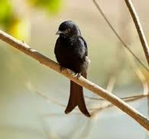 این پرنده به حیوانات دیگر دروغ می‌گوید تا بتواند غذای آنها را بدزدد