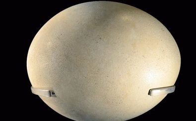 کدام جانور بزرگترین «تخم» تاریخ را گذاشته است؟ 