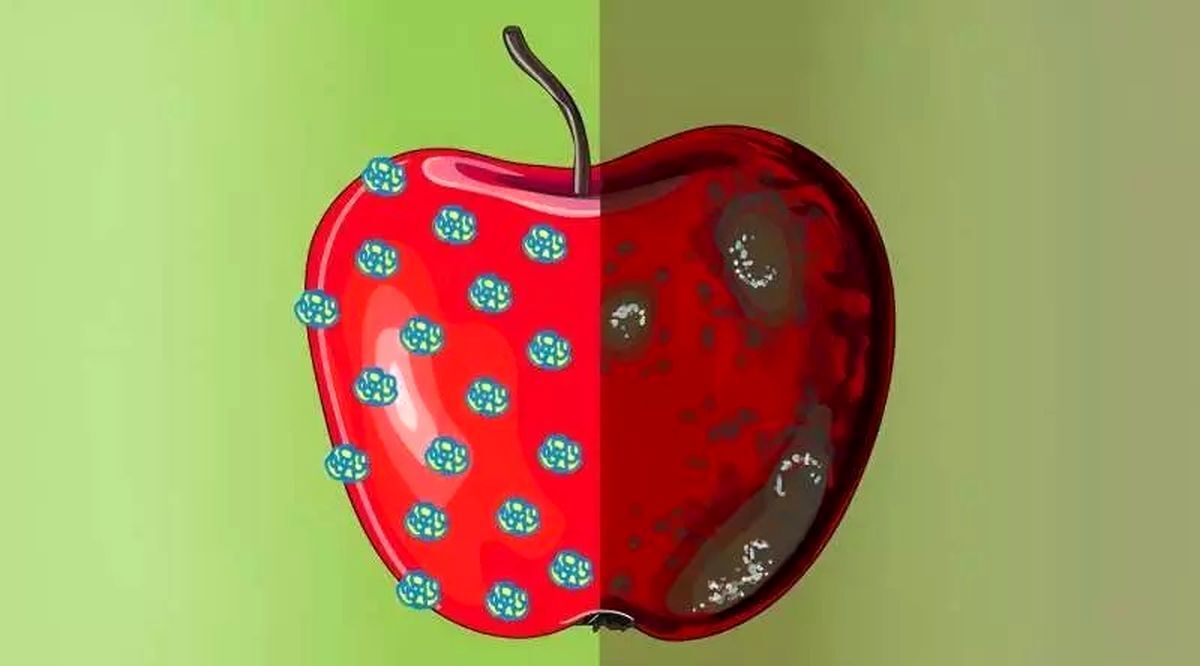 ساخت واکس نانویی که ماندگاری میوه‌ها را افزایش می‌دهد