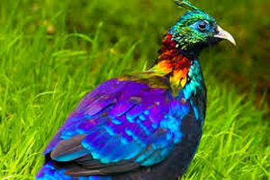 «کاکل‌پری»؛ پرنده‌ای که مثل جواهر در کوهستان‌های آسیا می‌درخشد 