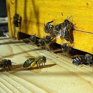 مین‌روبی بدون تلفات؛ پهپادها و ارتشی از زنبورهای آموزش‌دیده/ ویدئو