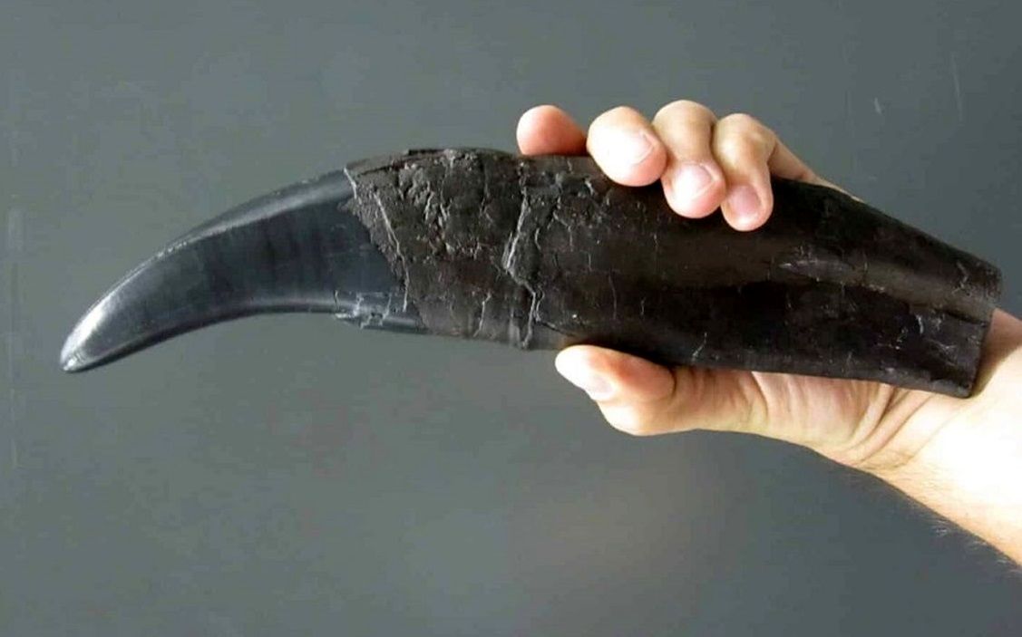 «دندان دایناسور» راز «آب و هوای زمین» در میلیون‌ها سال قبل را فاش می‌کند 