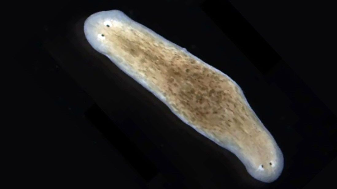 کرم‌های حیرت‌انگیزی که می‌توانند «دو سر» داشته باشند 